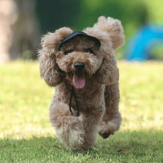 🔥Zonnekap voor buitengebruik voor honden